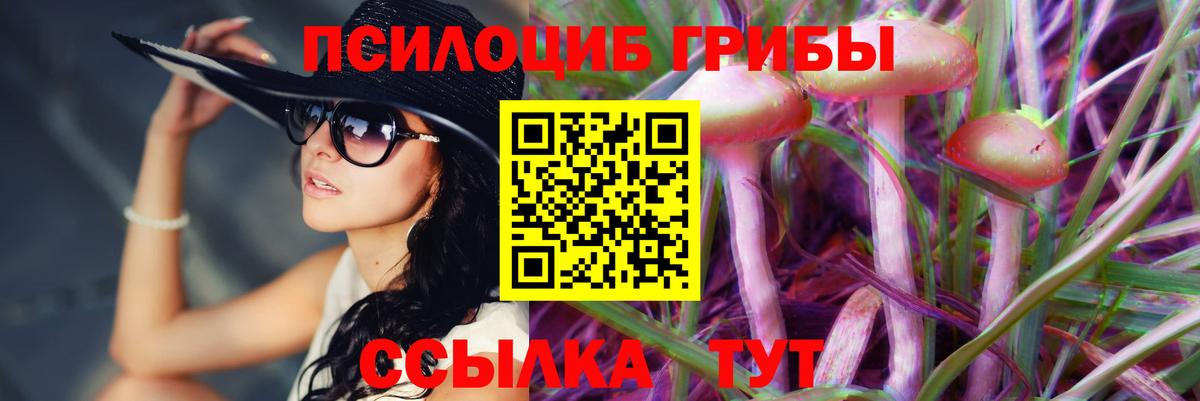 Псилоцибиновые грибы Psilocybe Свободный